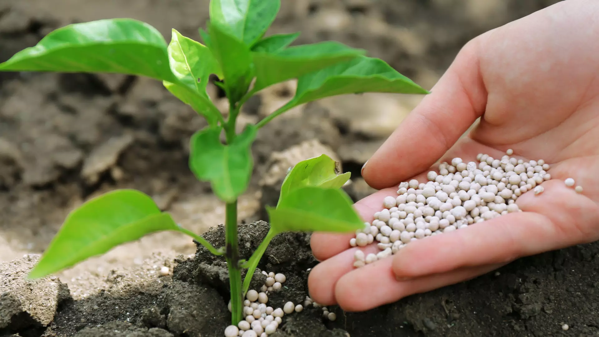 Europe Fertilizer Market Expected to Reach USD Billion by 2033, Driven by Sustainable Agriculture and Precision Farming