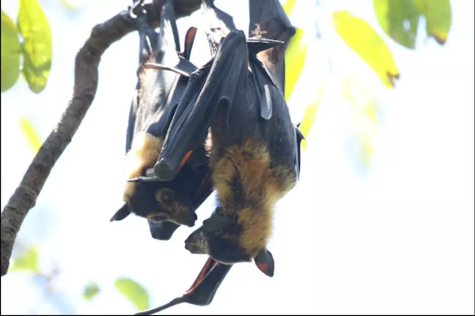 How Does Bat Removal Houston Work For Safe Wildlife Control
