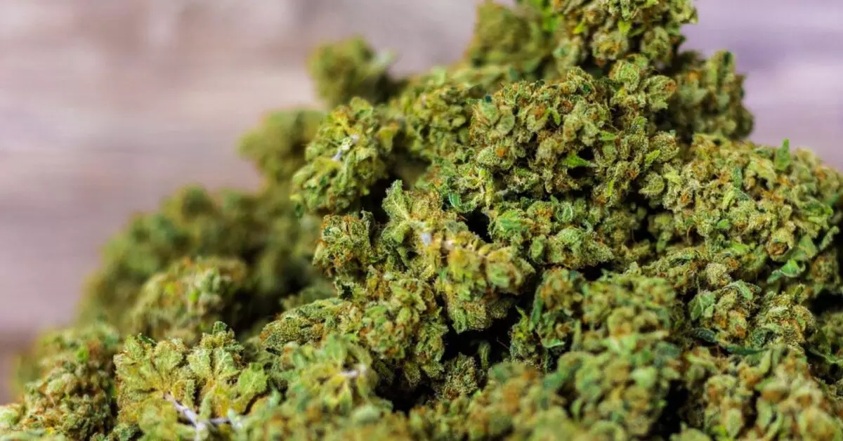 Organic Potent Weed Strains for Discerning Users