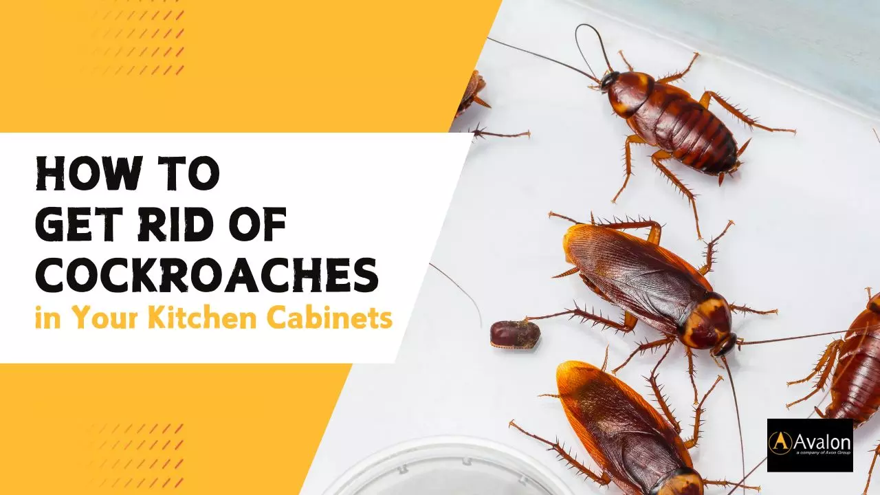 How to Keep Your Kitchen Cabinets Cockroach-Free