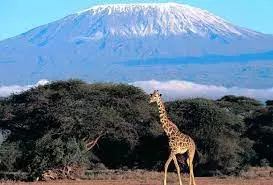Private Safari Tanzania: Discover Tailor-Made Wildlife Adventures Across Tanzania