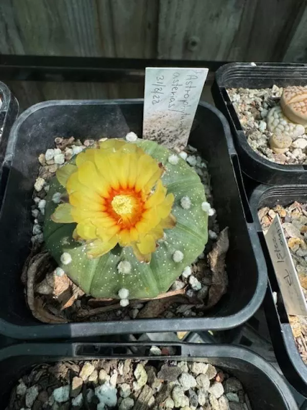 Sand Dollar Cactus: The Star of the Succulent World