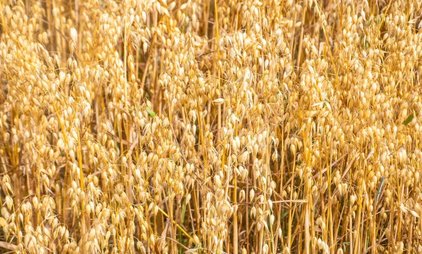 Buckwheat Market Growth, Size & Trends 2026-2035