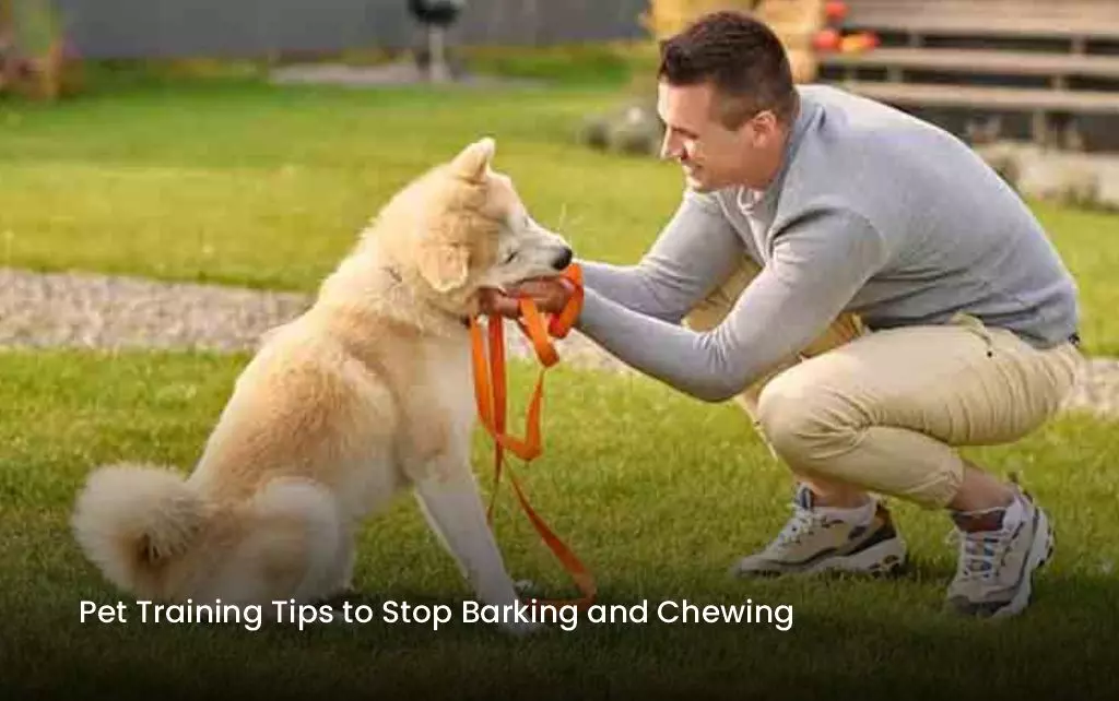Pet Training Tips to Stop Barking and Chewing