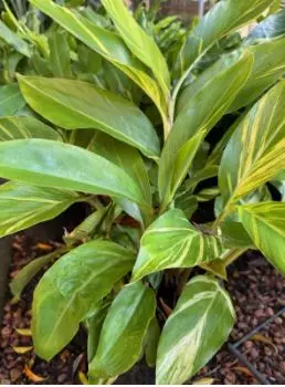 Tropical Vibes Indoors: Australia’s Love for Lush Living