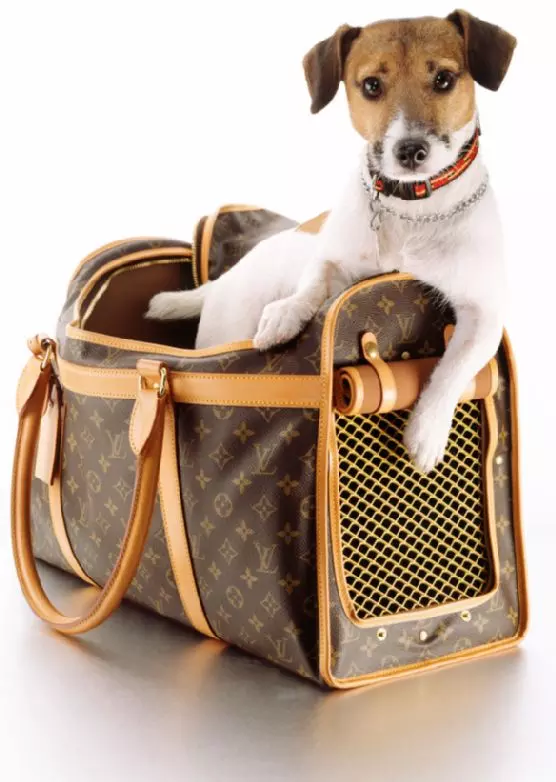 The Ultimate Guide to Choosing the Right Dog Carrier