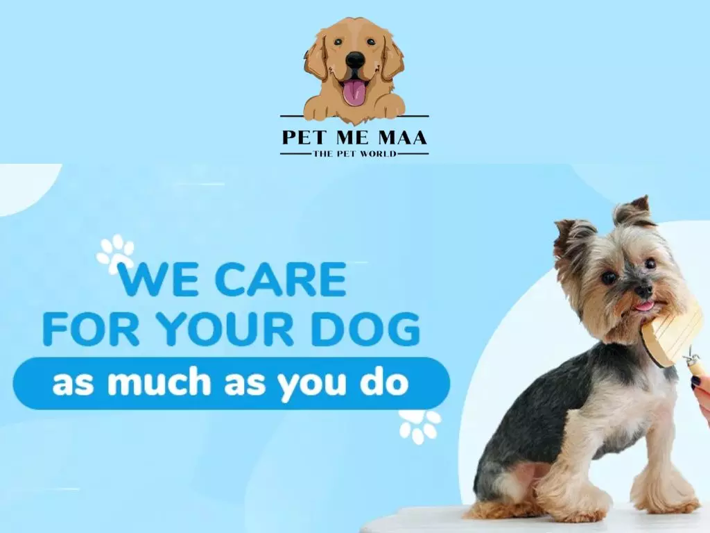 How Can You Find the Best Dog Boarding Near Me for Safe and Comfortable Overnight Care?