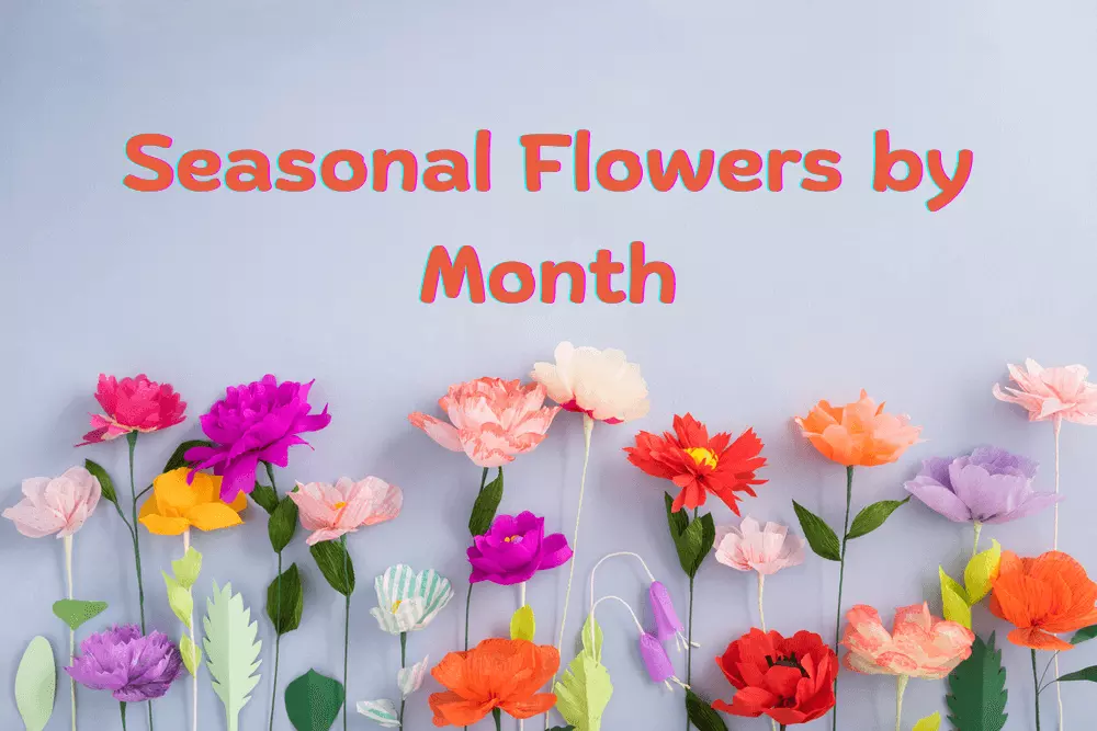 Seasonal Flower Guide: What’s Blooming When