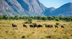 Top 10 Hidden Gems in South Africa for Safari Enthusiasts in 2026