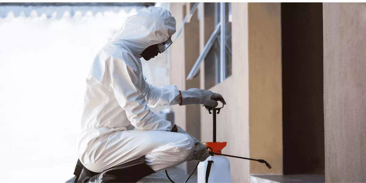 Seasonal Flea Activity: What Homeowners Need to Know