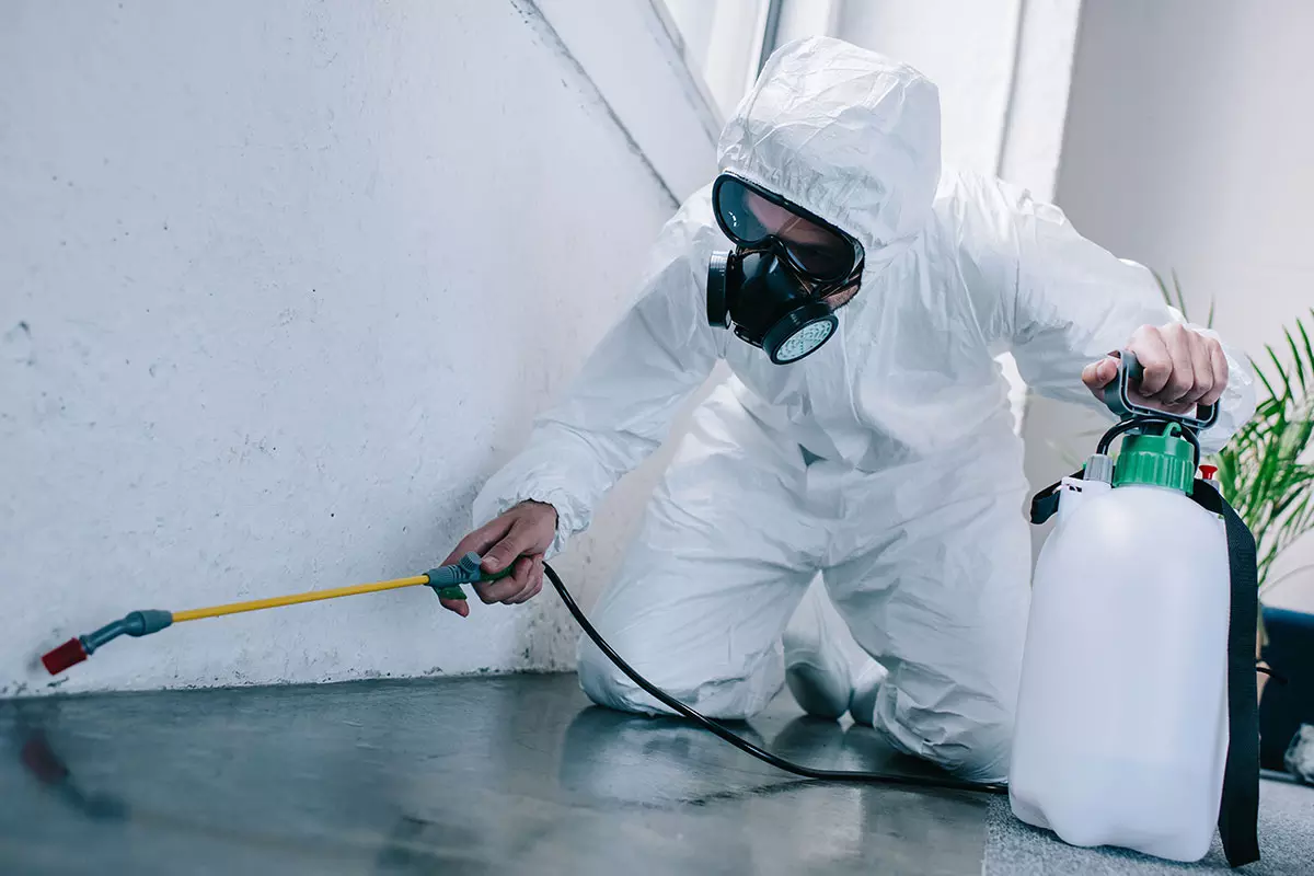Affordable Pest Control Services in New York with Fast Results