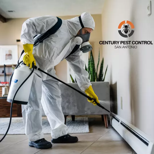 Commercial Pest Control: Why Professional Solutions Are Essential for Businesses