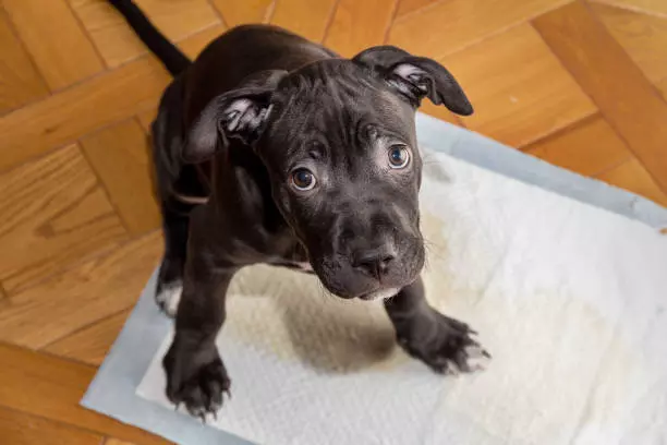 Pet Urine Removal in Fairfax – Professional Cleaning by Cardinal Cleaning Solution
