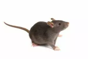 Protecting Outdoor Areas From Rat Activity and Unwanted Rodents