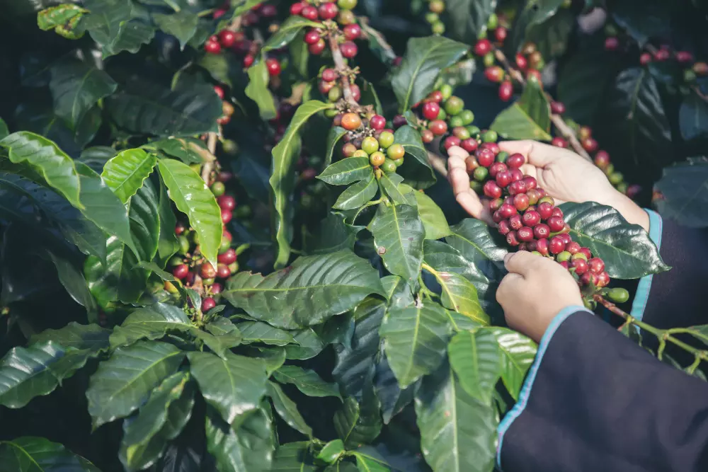 Discover the Rich Heritage of Guatemala Coffee Beans