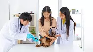 Importance of Nutrition Guidance From a Vet Doctor