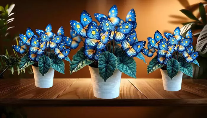 Why the Begonia Moonlight Butterfly Plant is a Must-Have for Your Garden