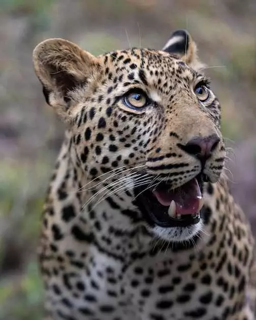 Forest or Rocky Hill? What Are Leopards' Habitats?