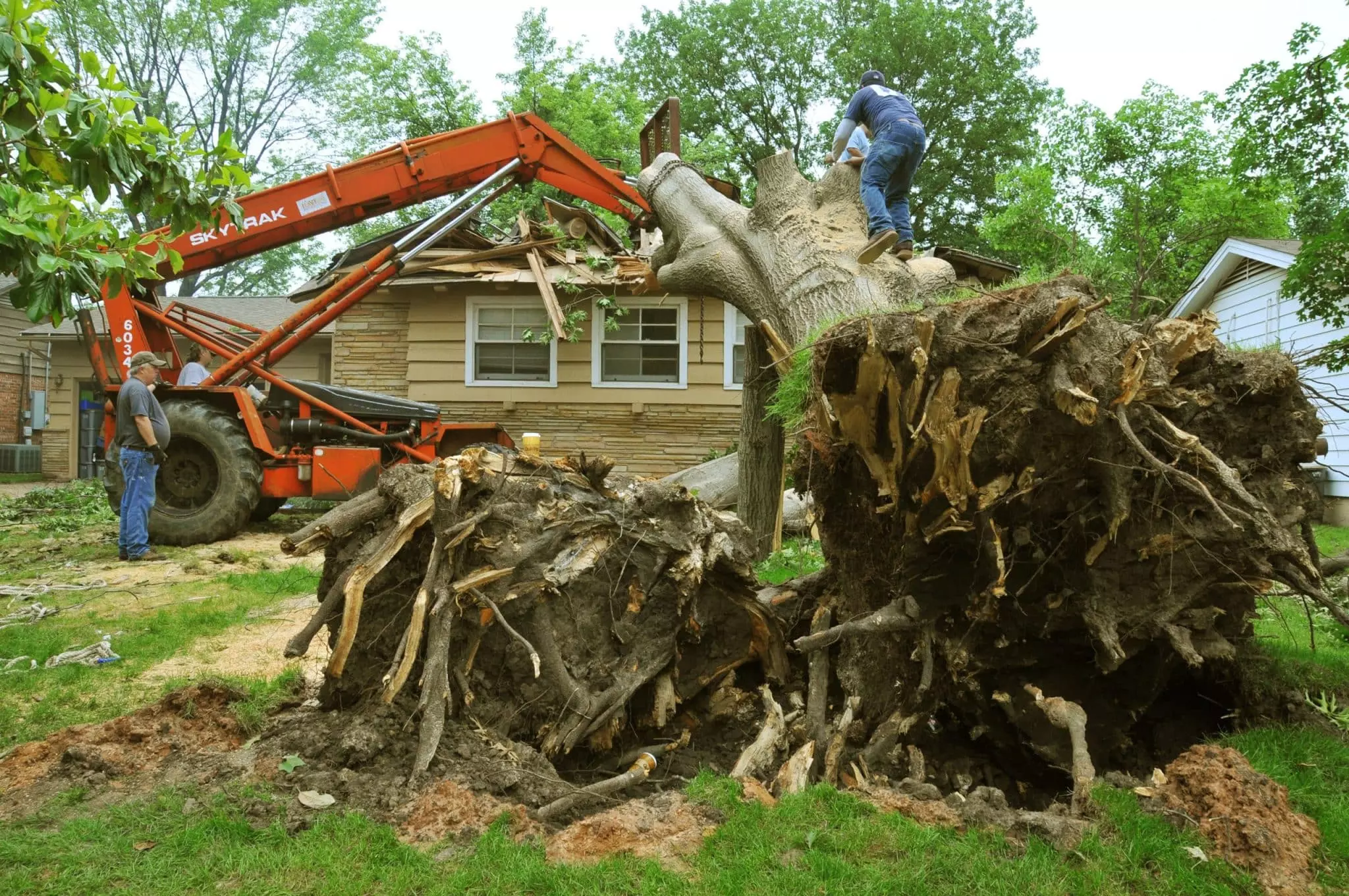 Affordable Tree Service Houston: Fast and Friendly Tree Care