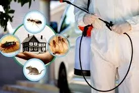 How to Choose Reliable Termite Control Services in Lahore Effectively