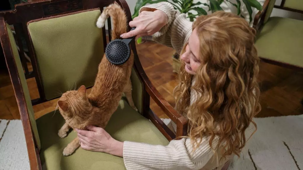 7 Grooming Tools Every Pet Parent Should Own