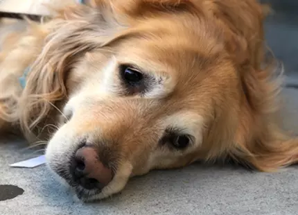 Low-Cost Pet Euthanasia Services Offering Gentle Care and Support During Difficult Goodbyes