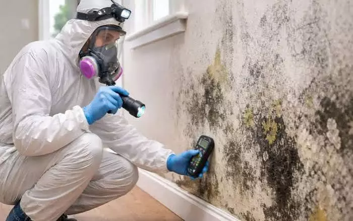 Mold Professional vs DIY Mold Removal, Which Is Better?