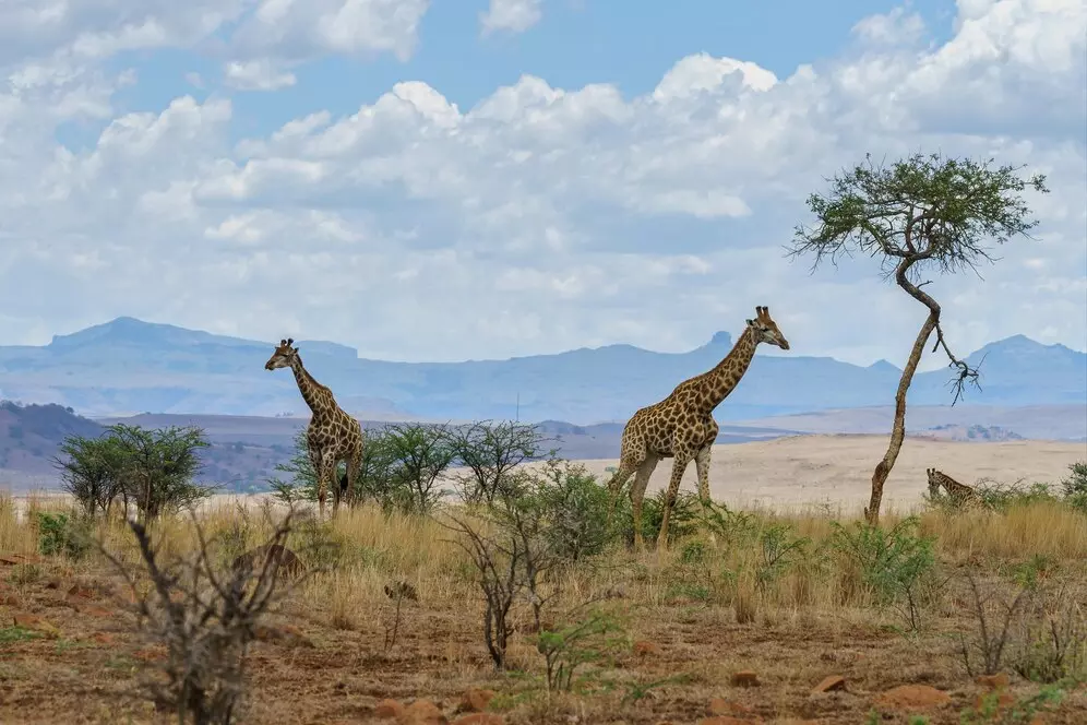 How to Plan an African Safari Without Using Online Booking Platforms