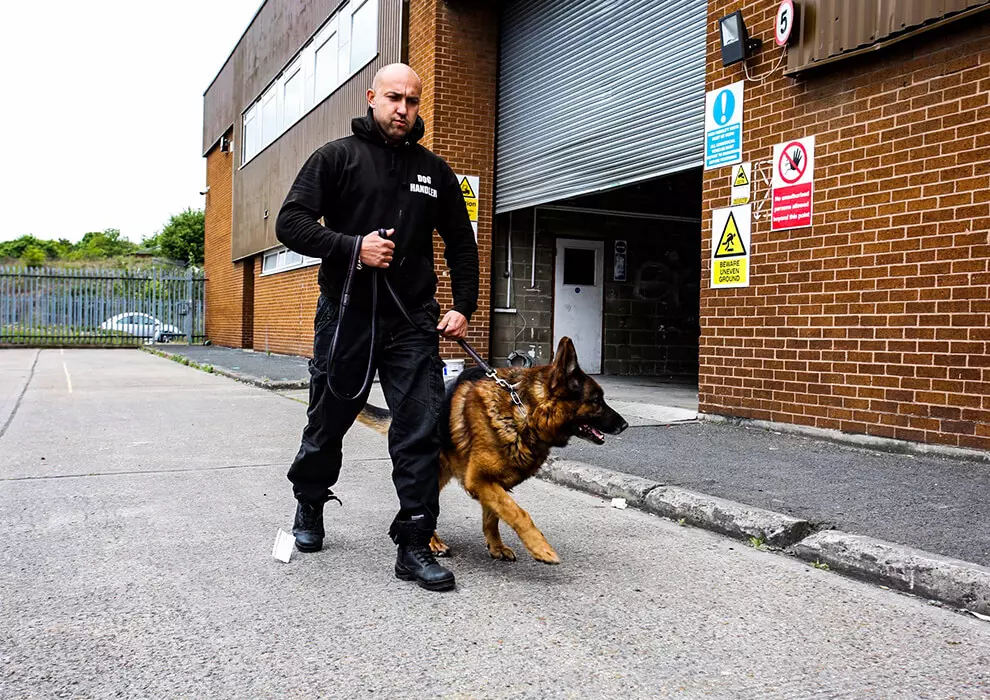 What Are the Benefits of Hiring K9 Security for Public Events?