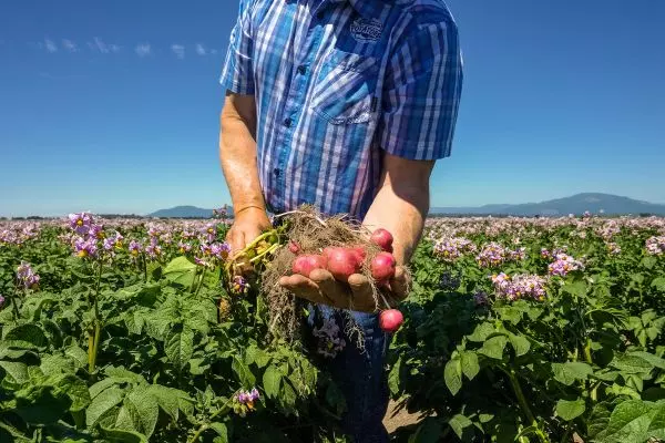 How Potatoes Grow Makes Them Ideal for Worldwide Food Access