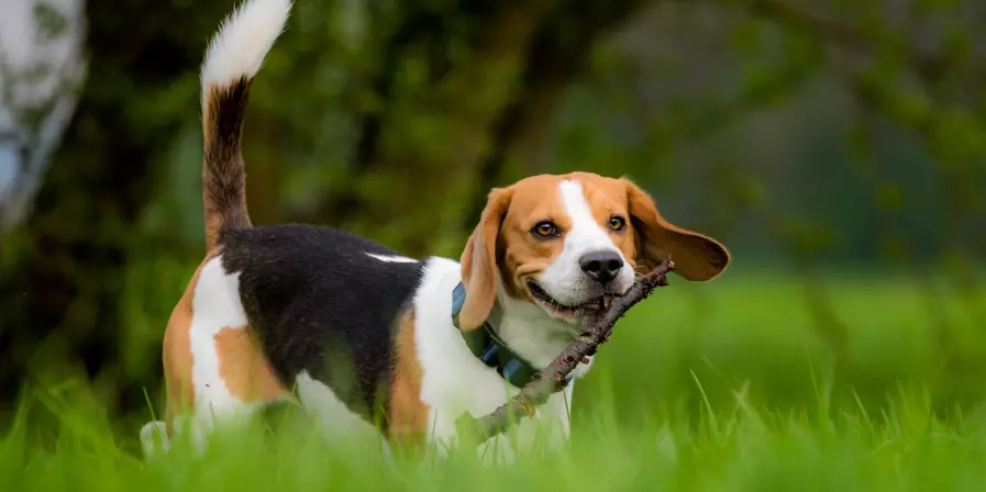 Beagle Breed Guide