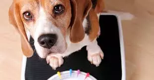 Dog Age Calculator: Convert Dog Years to Human Years Accurately