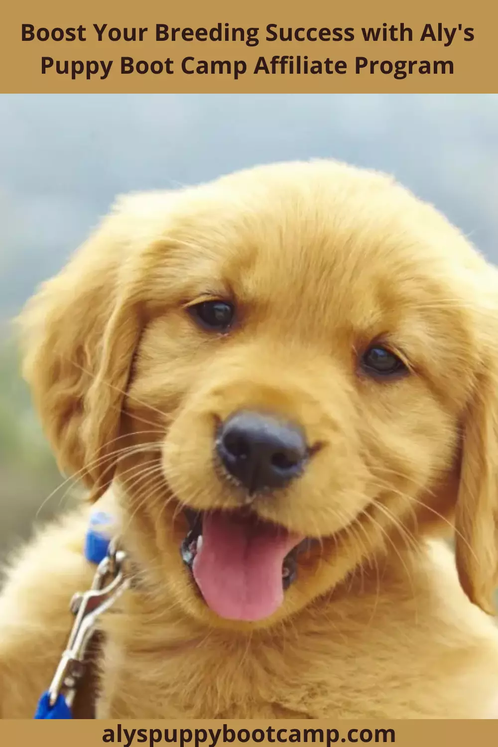 How to Choose the Right Pet Wear from a Reliable Pet Supplies Store