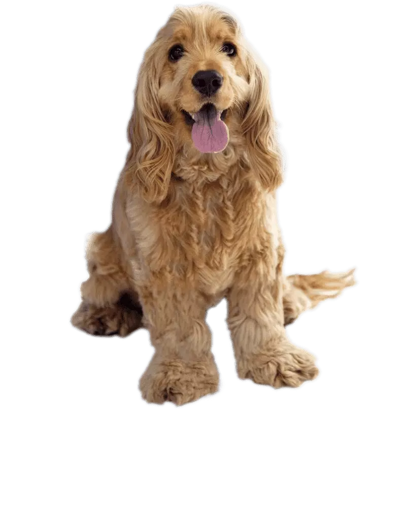 Why Vaccination Schedules Matter for Puppies and Kittens