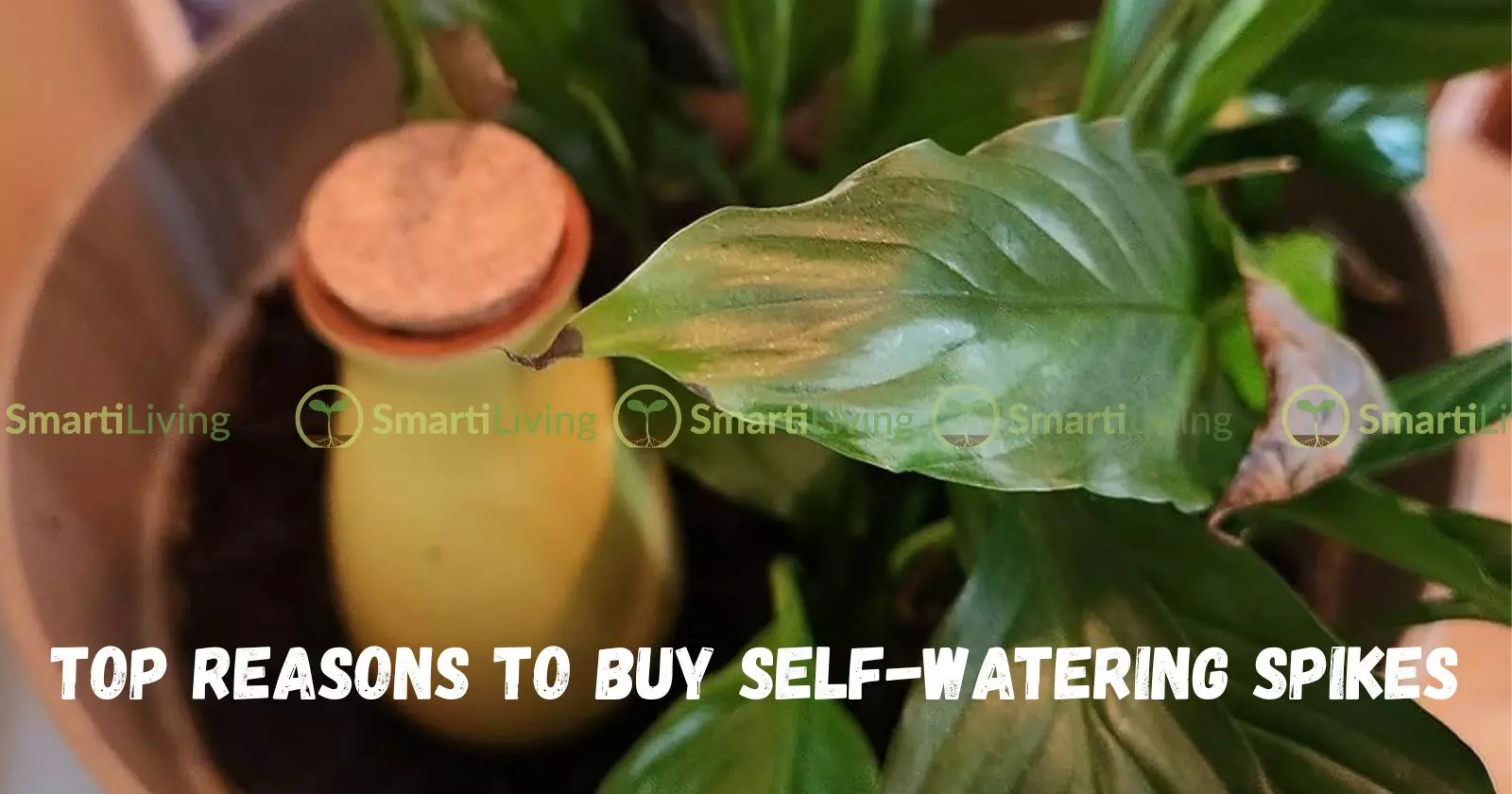 How Consistent Soil Moisture Helps Your Plants Grow Better