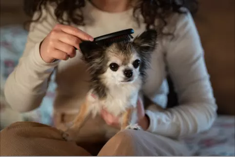 Why Dog Sitting in New Orleans Is Growing Faster Than Kennel Boarding