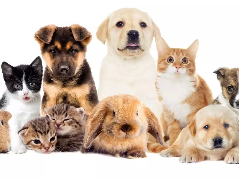 5 Reasons to Buy Pets Online in Dubai