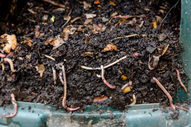 Red Wiggler Worms: What You Need to Know