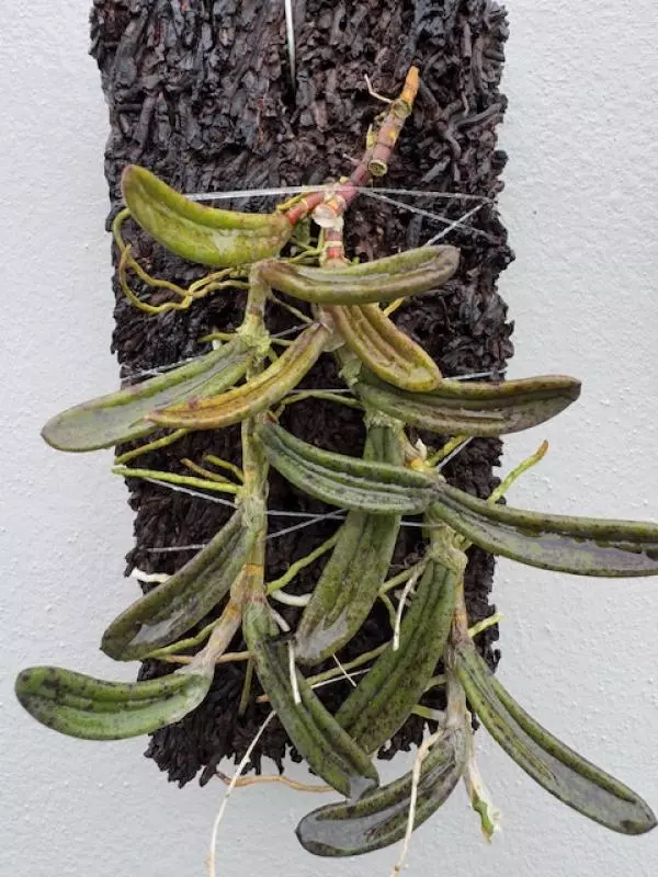 Native Beauty: Why Dockrillia Linguiformis Belongs in Your Collection