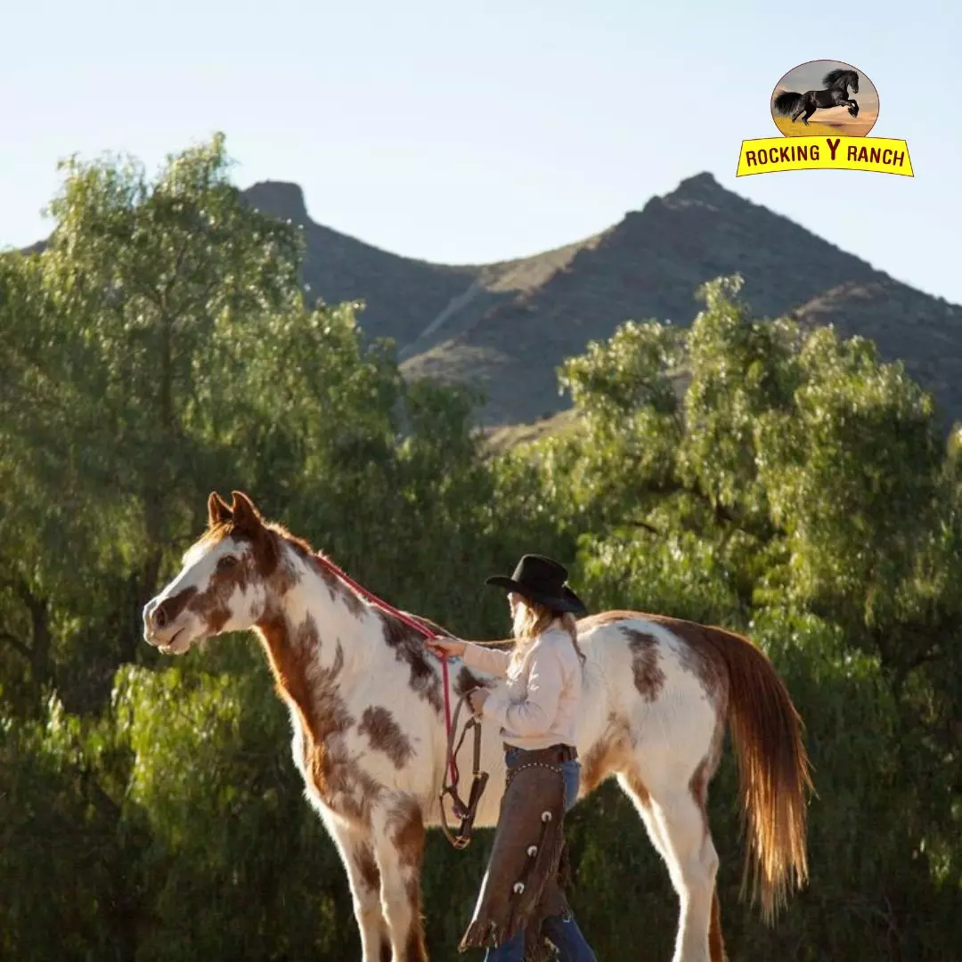 Reliable Solutions for Safe and Stress-Free Horse Transportation