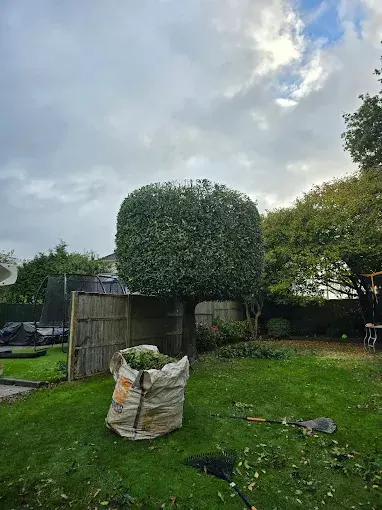 Hedge Trimming Services: A Complete Homeowner Guide