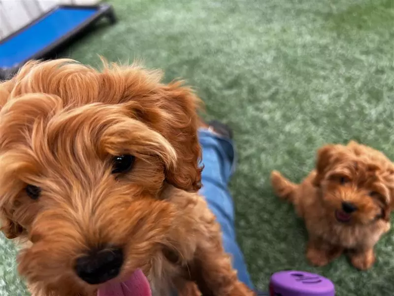 Tired of Tug of War Walks Meet the Leash Thats Changing the Game for Dog Owners