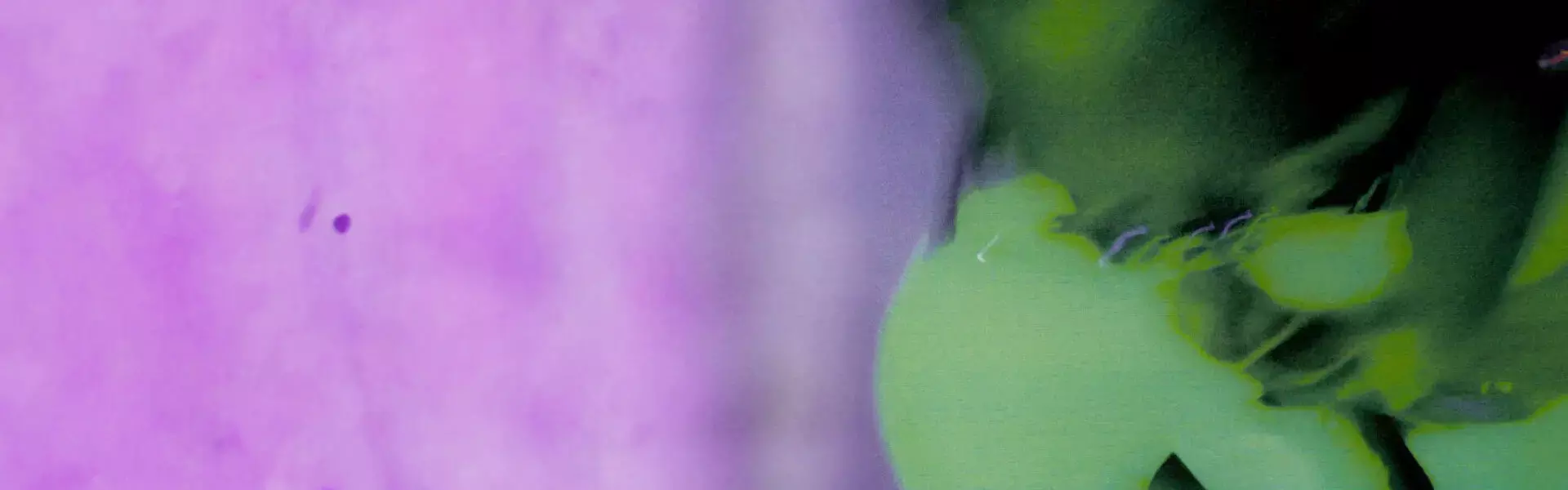 From Music to Runways: The Cultural Takeover of Spider Hoodie