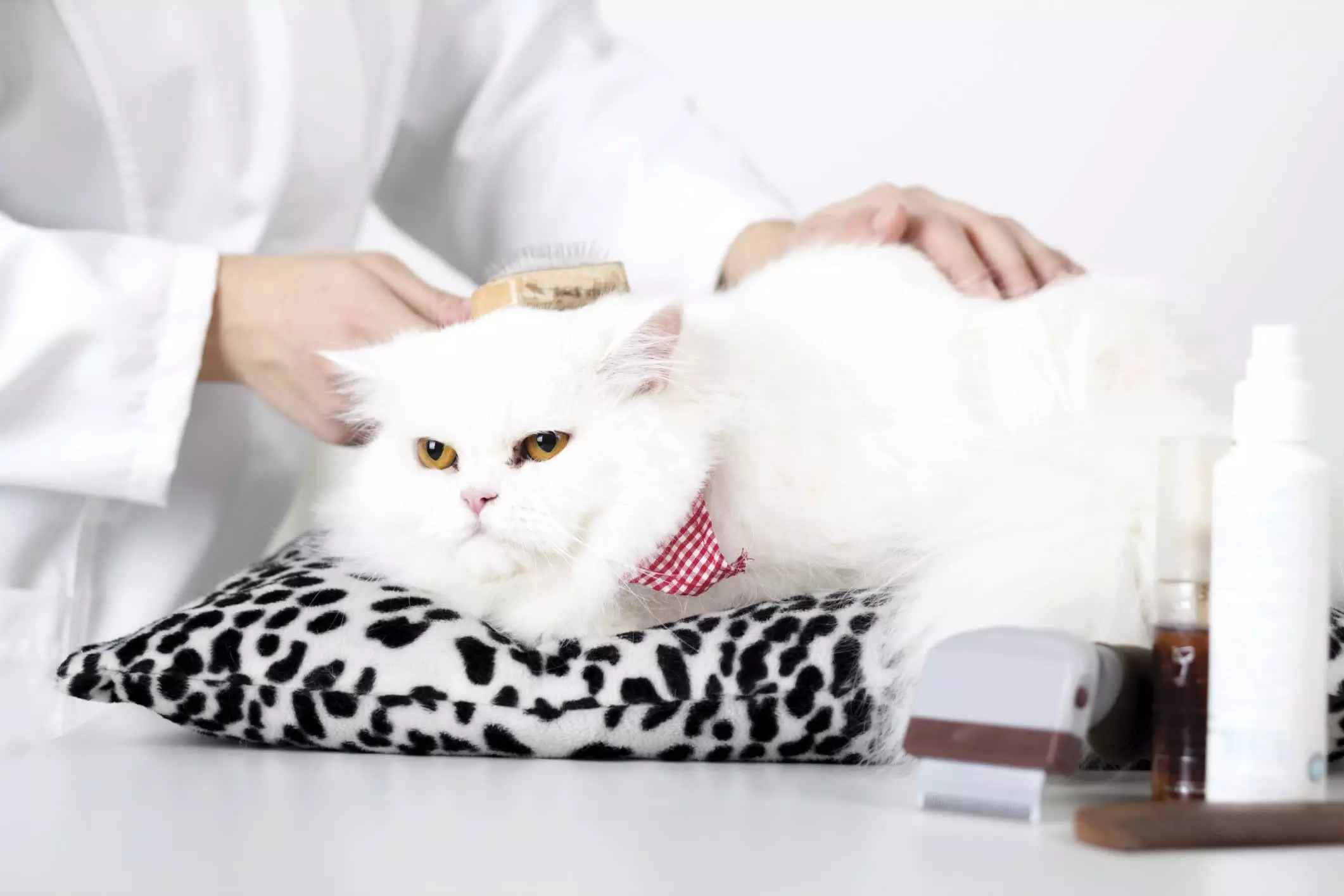 Pampered Paws: The Rise of Cat Grooming Services in Dubai