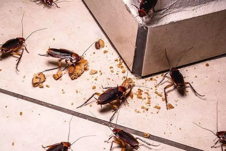 Top 10 Tricks to Tackle Cockroaches in Karachi