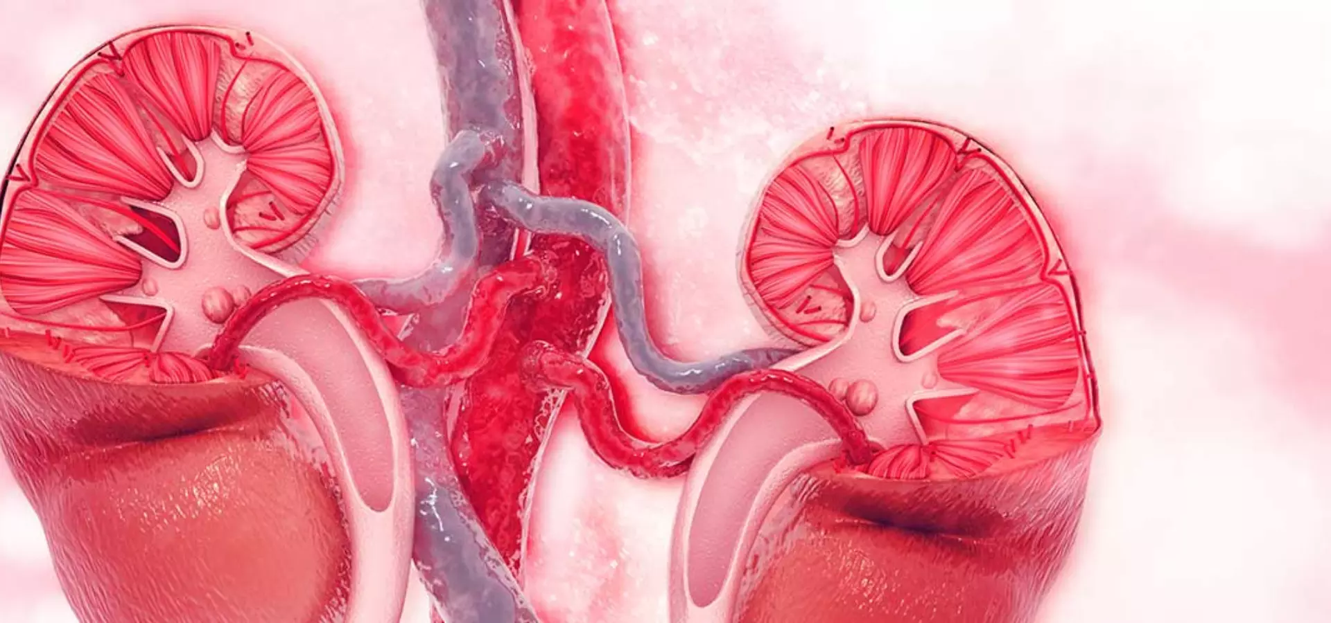 Kidney Transplant in India | Cost, Success Rate & Top Hospitals