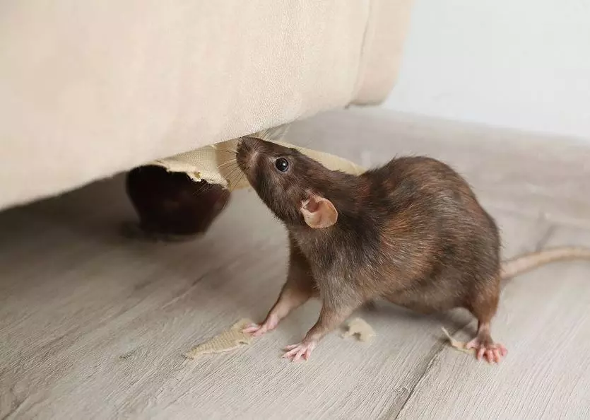 Best Methods To Control Mice in Karachi