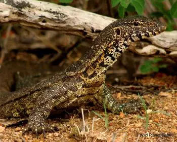 Kruger Park Safaris: Public vs Private Ultimate Guide