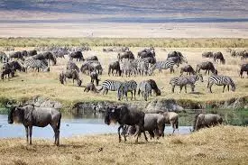 Luxury and Wildlife: Exploring Private Game Lodges in Kruger National Park