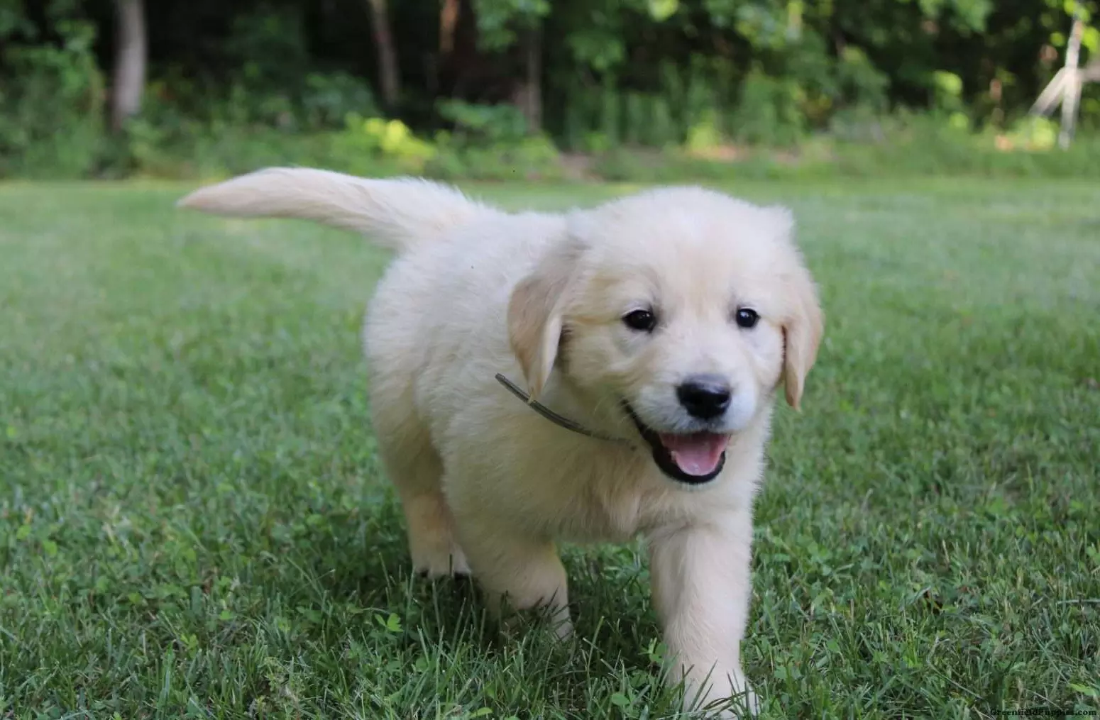 Essential Grooming Tips For Every Golden Retriever Owner